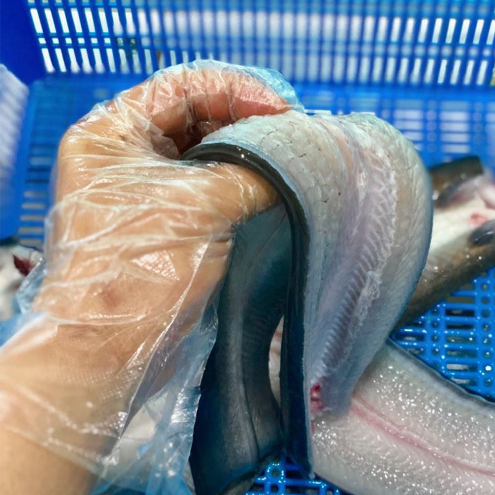 고창 풍천 국내산 자포니카 민물 장어, 구이용 생장어 1kg - 상세 이미지 2