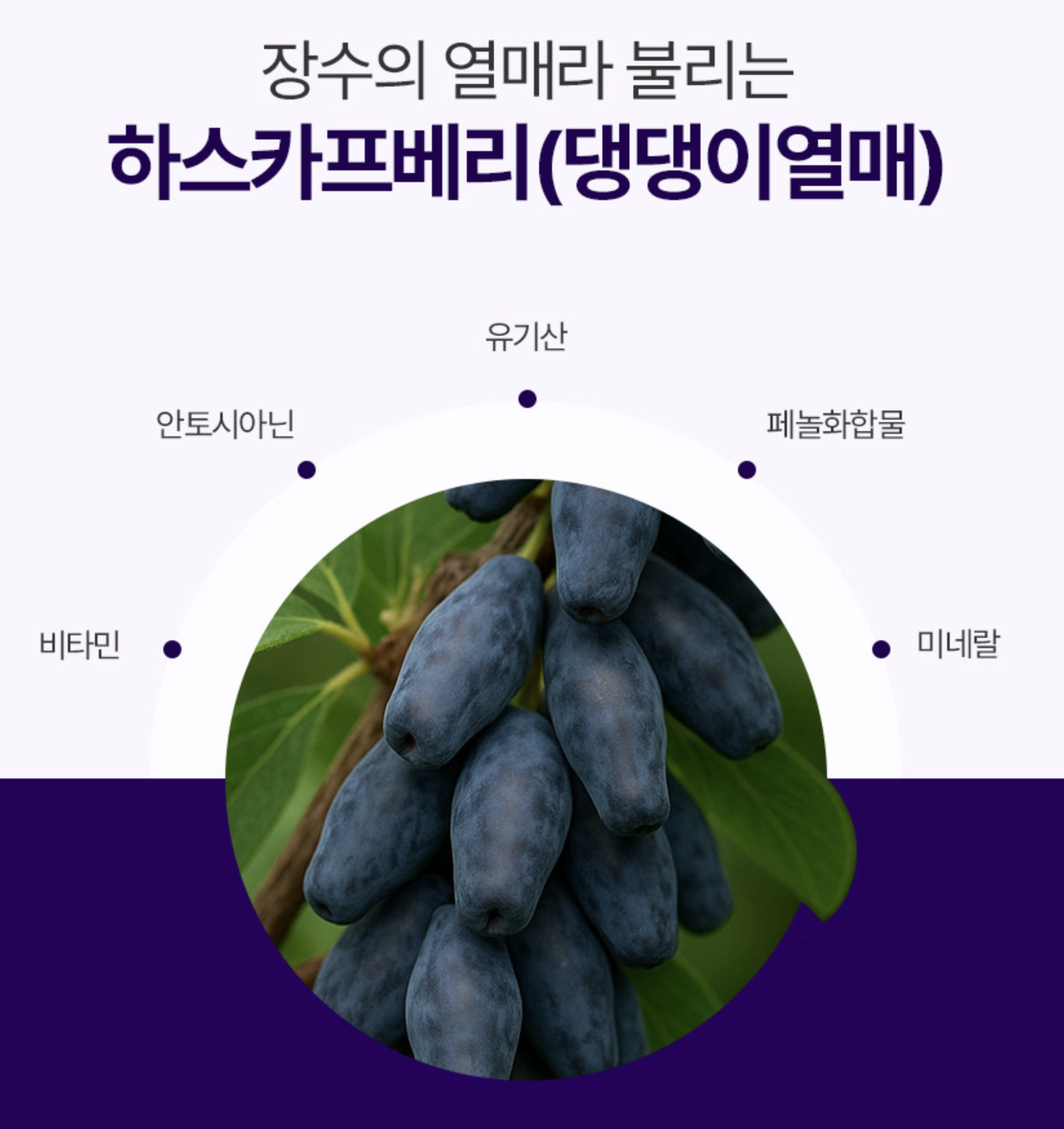 100% 유기농하스카프베리효능 동결건조하스카프베리분말 폴란드산 - 상세 이미지 5
