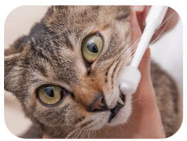 일본 마인드업 냥코케어 고양이 실린더헤드 칫솔 (양치가 서투른 고양이) 한국대리점 신품 이미지 3