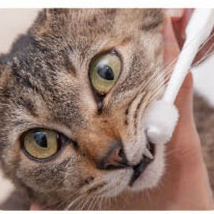 일본 마인드업 냥코케어 고양이 실린더헤드 칫솔 (양치가 서투른 고양이) ... 솔직 후기 | 실제 사용자 리뷰 총정리 - 상품 이미지 3