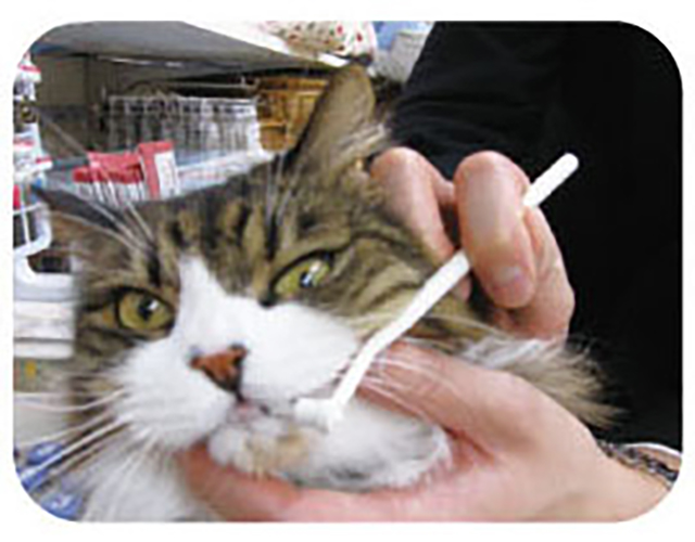 일본 마인드업 냥코케어 고양이 라운드 칫솔 (칫솔이 닿지 않는곳 까지) 한국대리점 신품