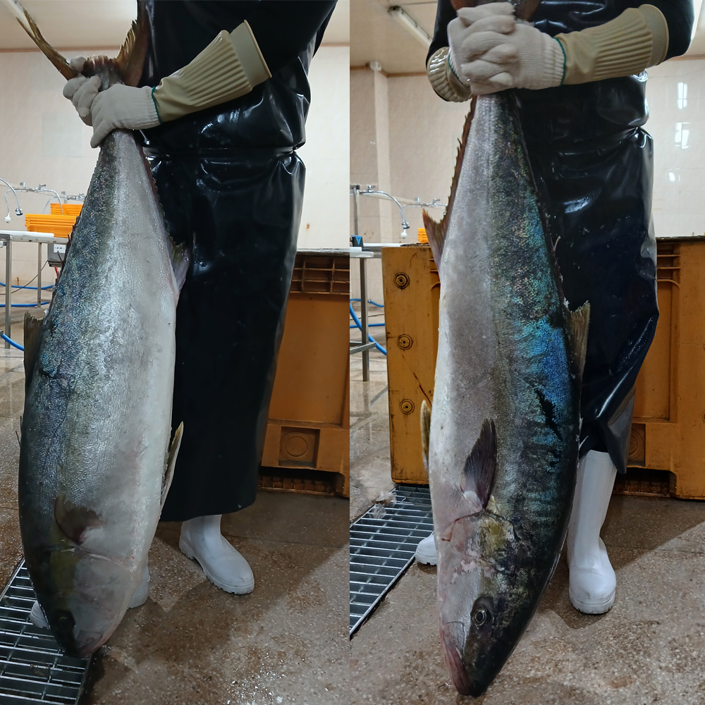 남해안 당일조업 제철 자연산 대방어 필렛 500g - 상세 이미지 3