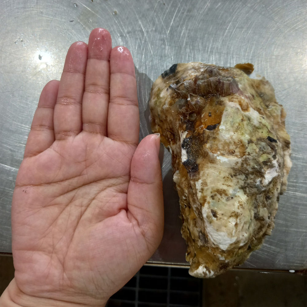 통영 산지직송 삼베체굴 생굴 제철 국내산 1kg - 상세 이미지 2