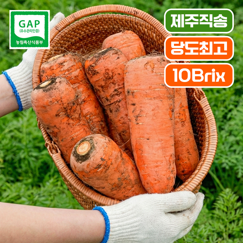 [제주 산지직송 ]10Brix! 고당도 제주 구좌당근  3kg 5kg 10kg 햇당근 흙당근 주스용 쥬스용 생당근 - 상세 이미지 4