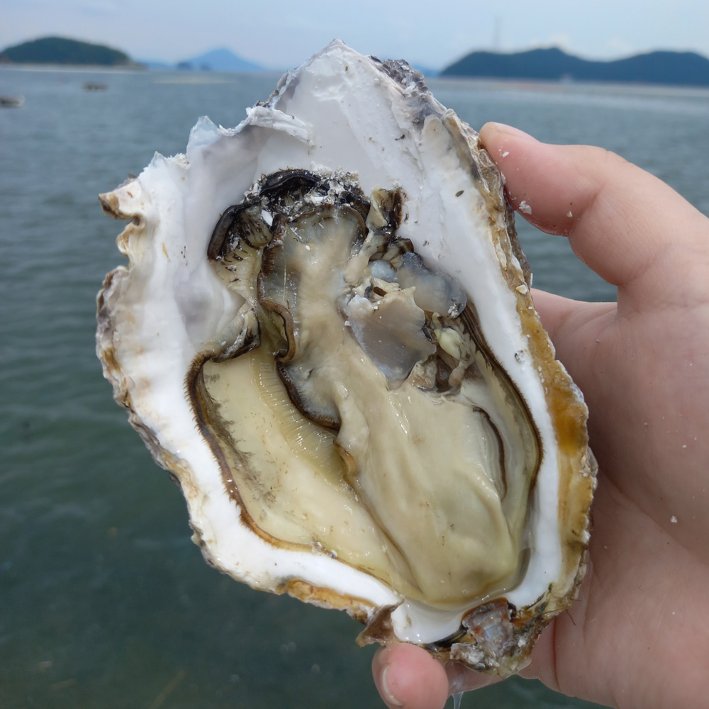 통영 산지직송 삼베체굴 생굴 제철 국내산 1kg - 상세 이미지 4