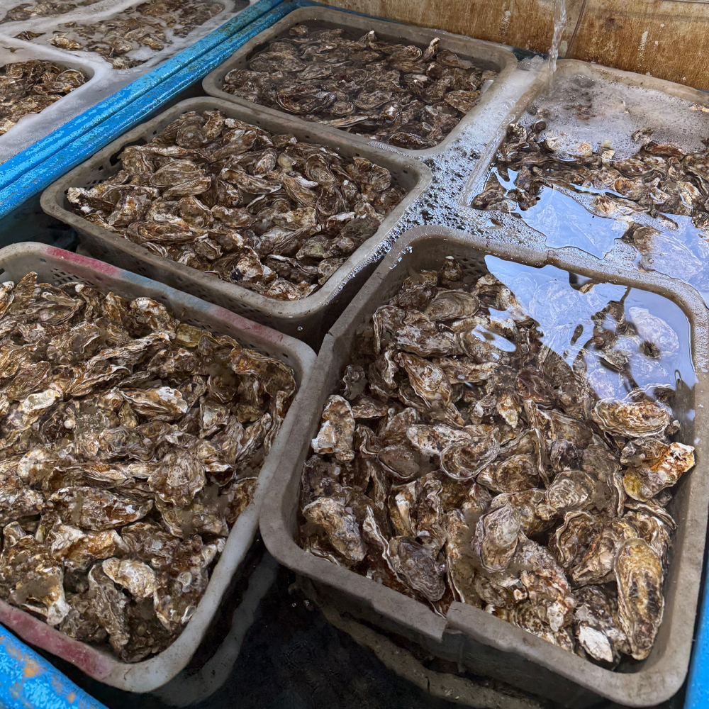국내산 바위굴(벗굴) 산지직송 제철 자연산 생굴 1kg - 상세 이미지 2