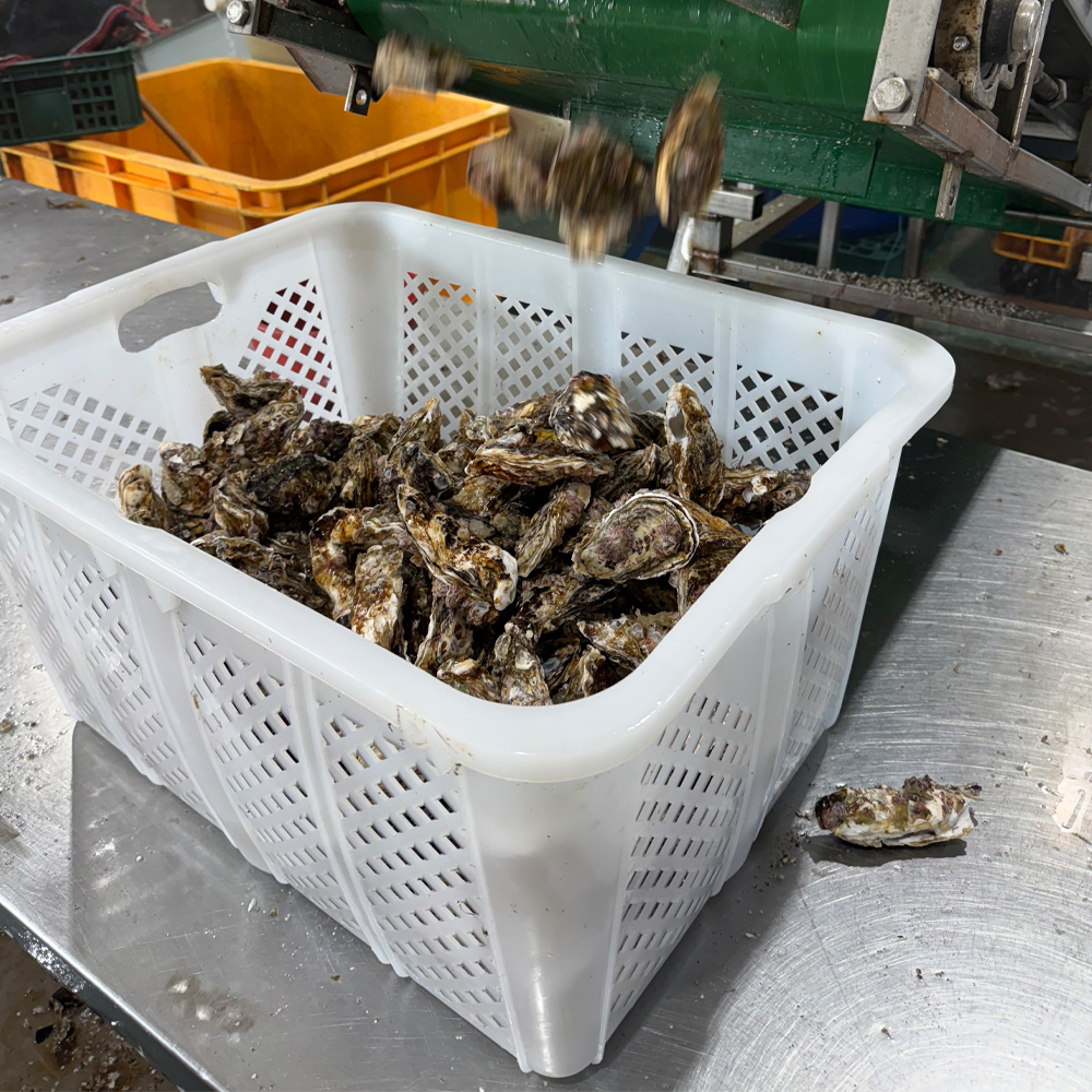 국내산 바위굴(벗굴) 산지직송 제철 자연산 생굴 1kg 이미지 8