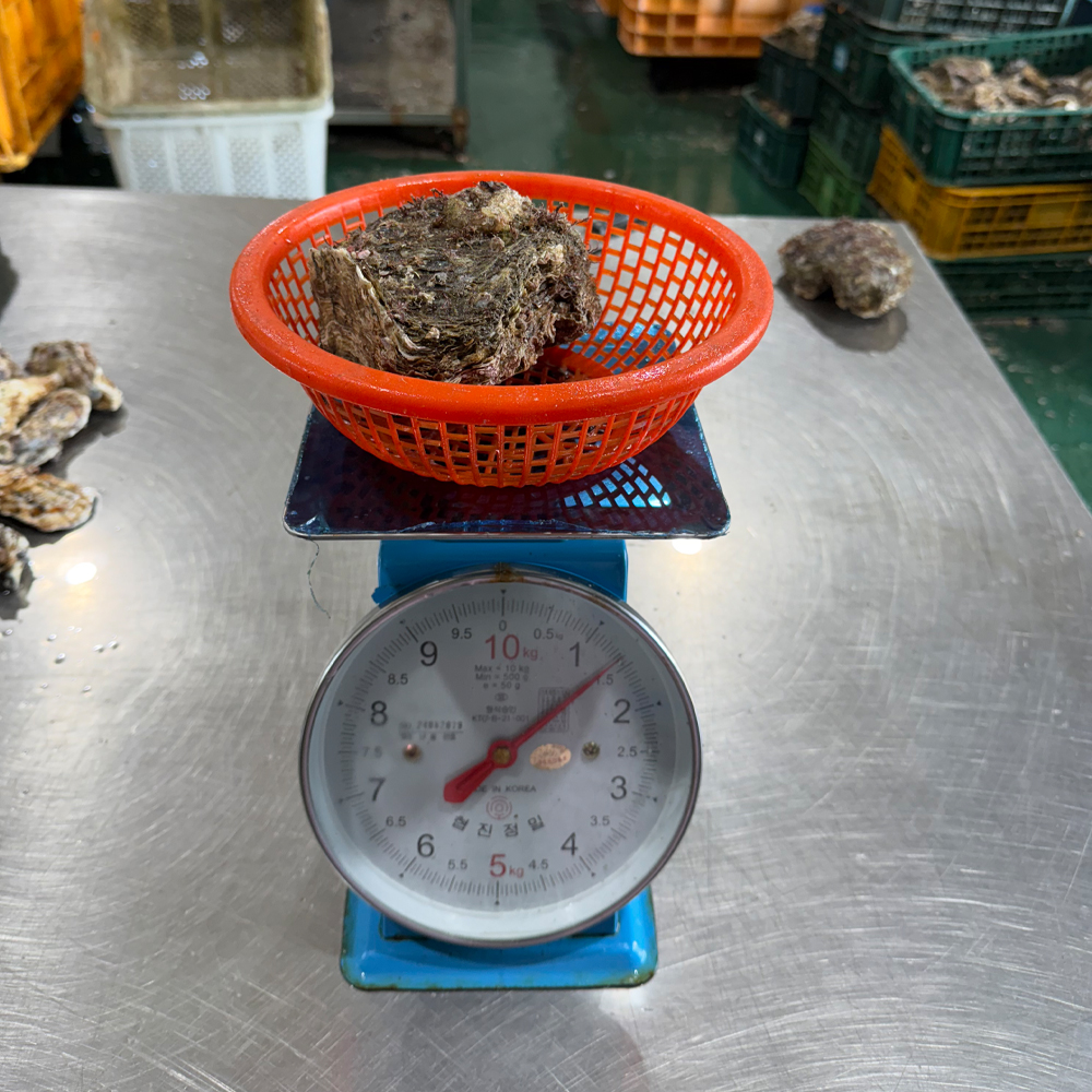 국내산 바위굴(벗굴) 산지직송 제철 자연산 생굴 1kg - 상세 이미지 4