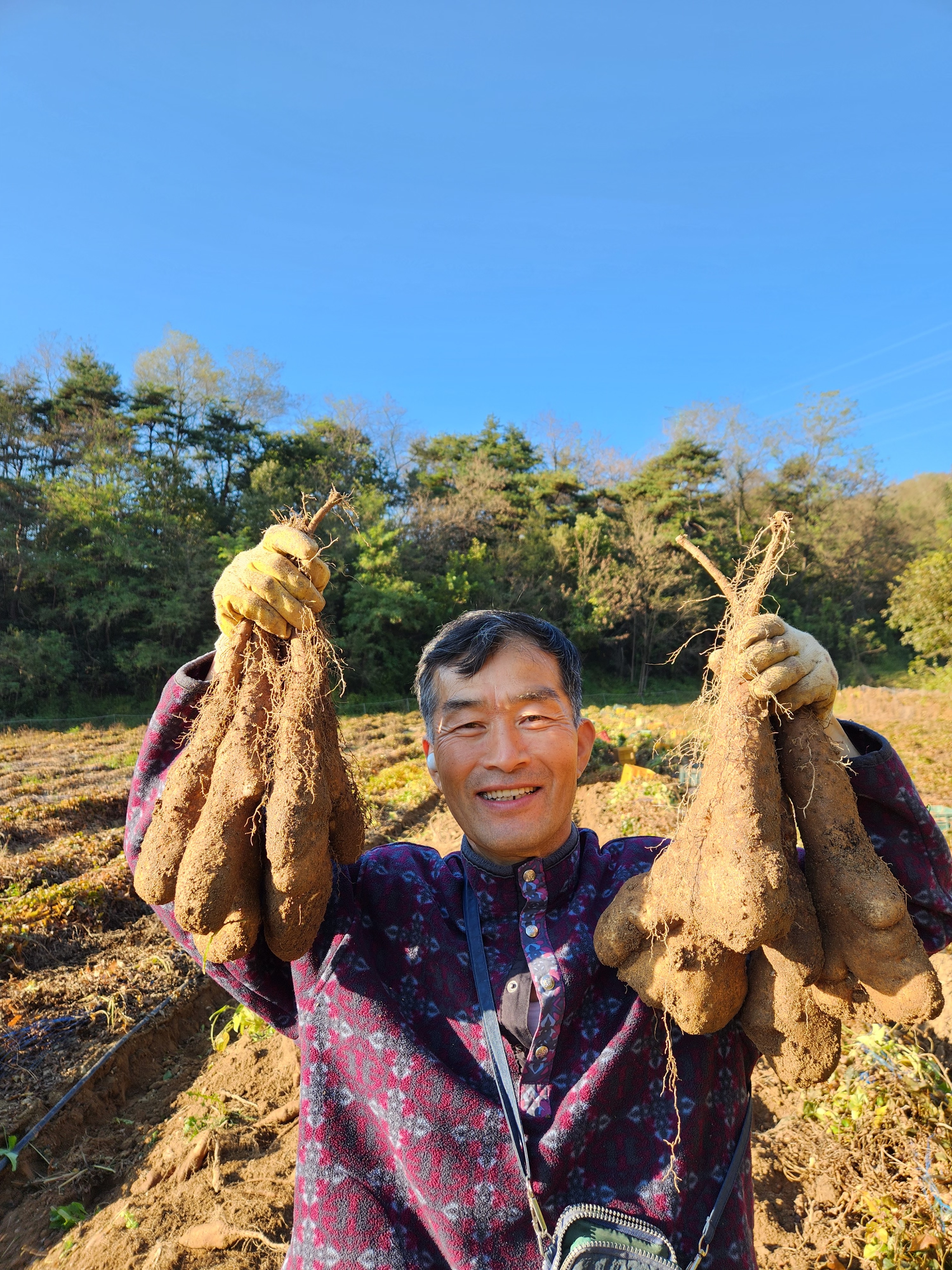 국내산 마 생마 산마 참마 3kg 5kg - 상품 이미지