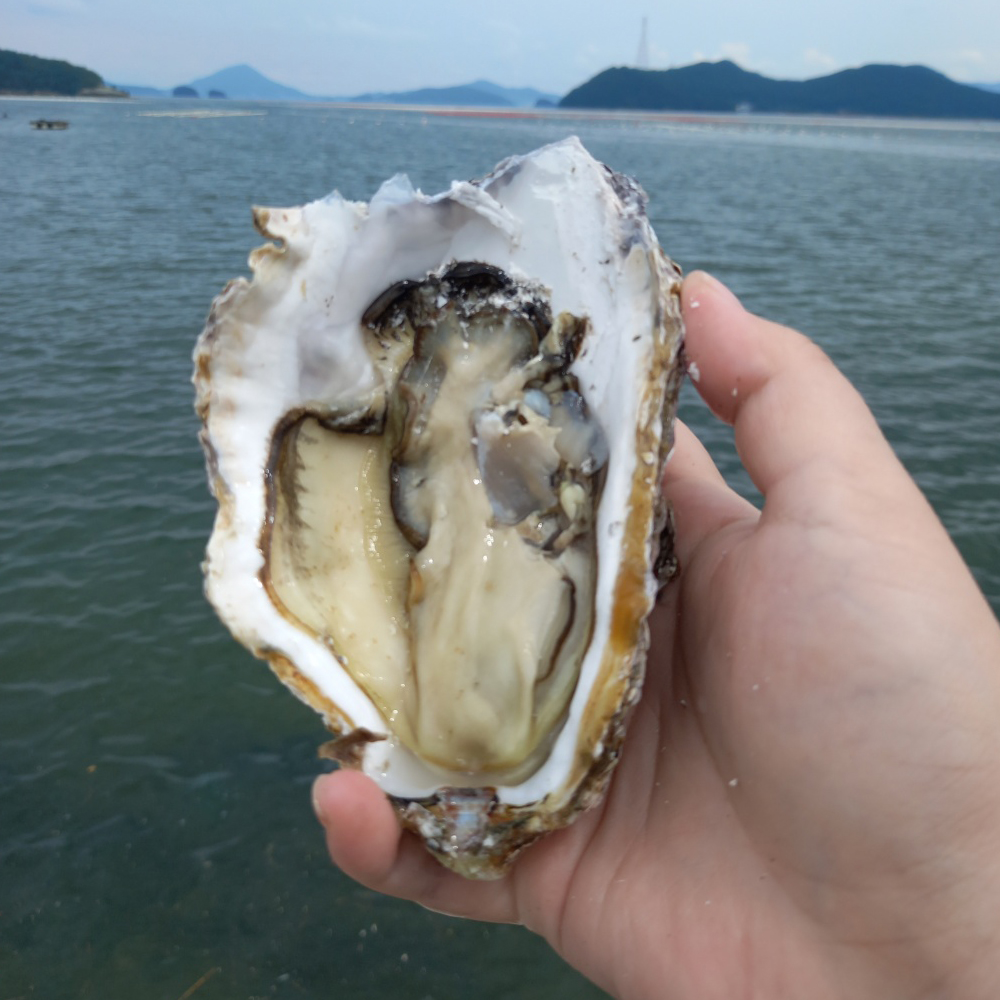 통영 산지직송 삼베체굴 생굴 제철 국내산 1kg - 상세 이미지 3