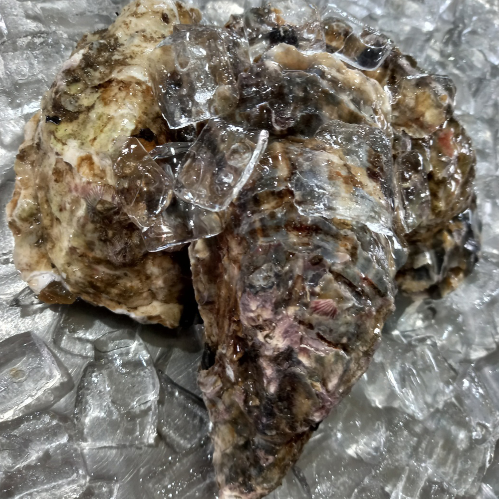통영 산지직송 삼베체굴 생굴 제철 국내산 1kg 이미지 7