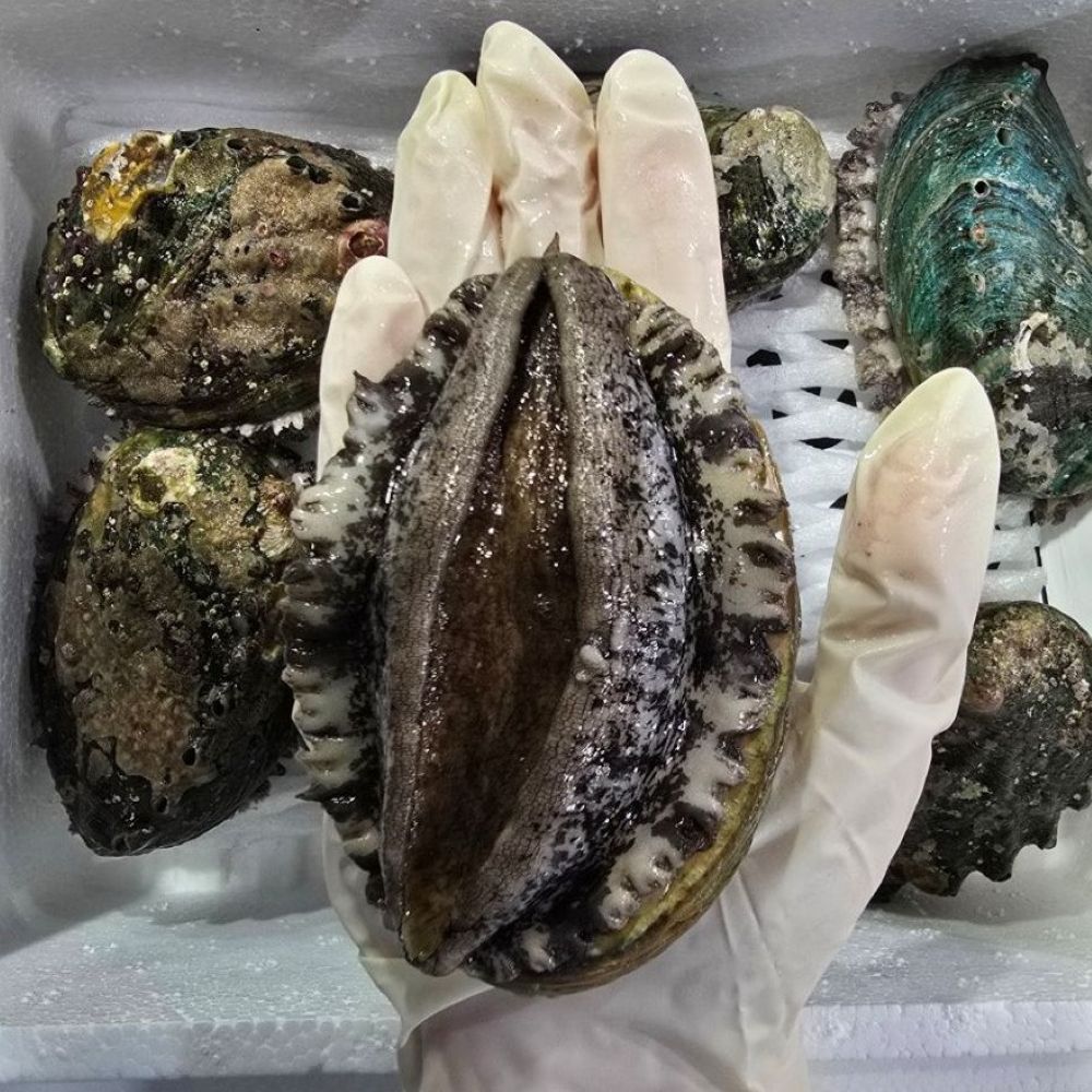 완도전복 활 전복 왕특대 1kg 6-7미 산지직송 - 상품 이미지