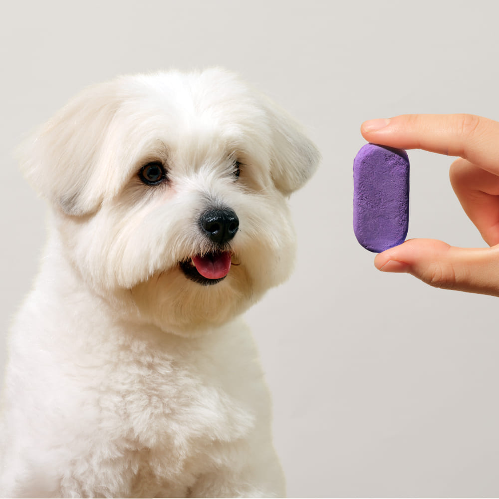 [강아지의날] 트러스티푸드 동결건조 영양제 캡슐 3종 멀티팩 음수량 보충 면역력 피모 피부 비건 한방 이미지 3