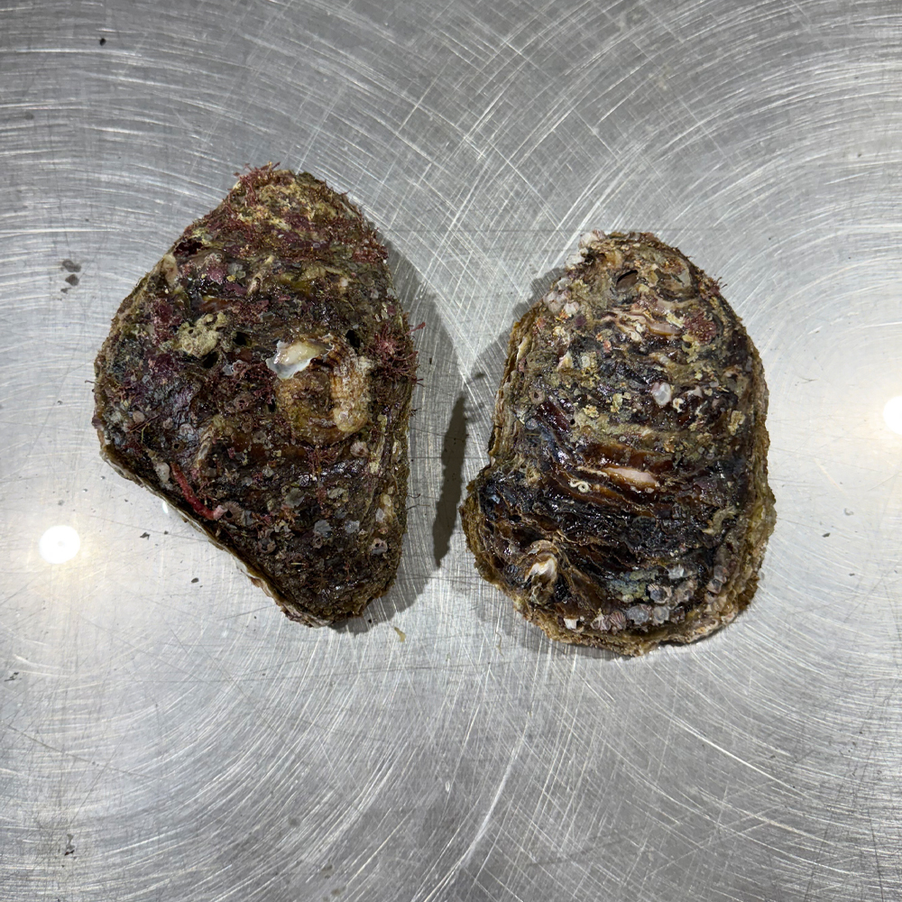 국내산 바위굴(벗굴) 산지직송 제철 자연산 생굴 1kg - 상세 이미지 5