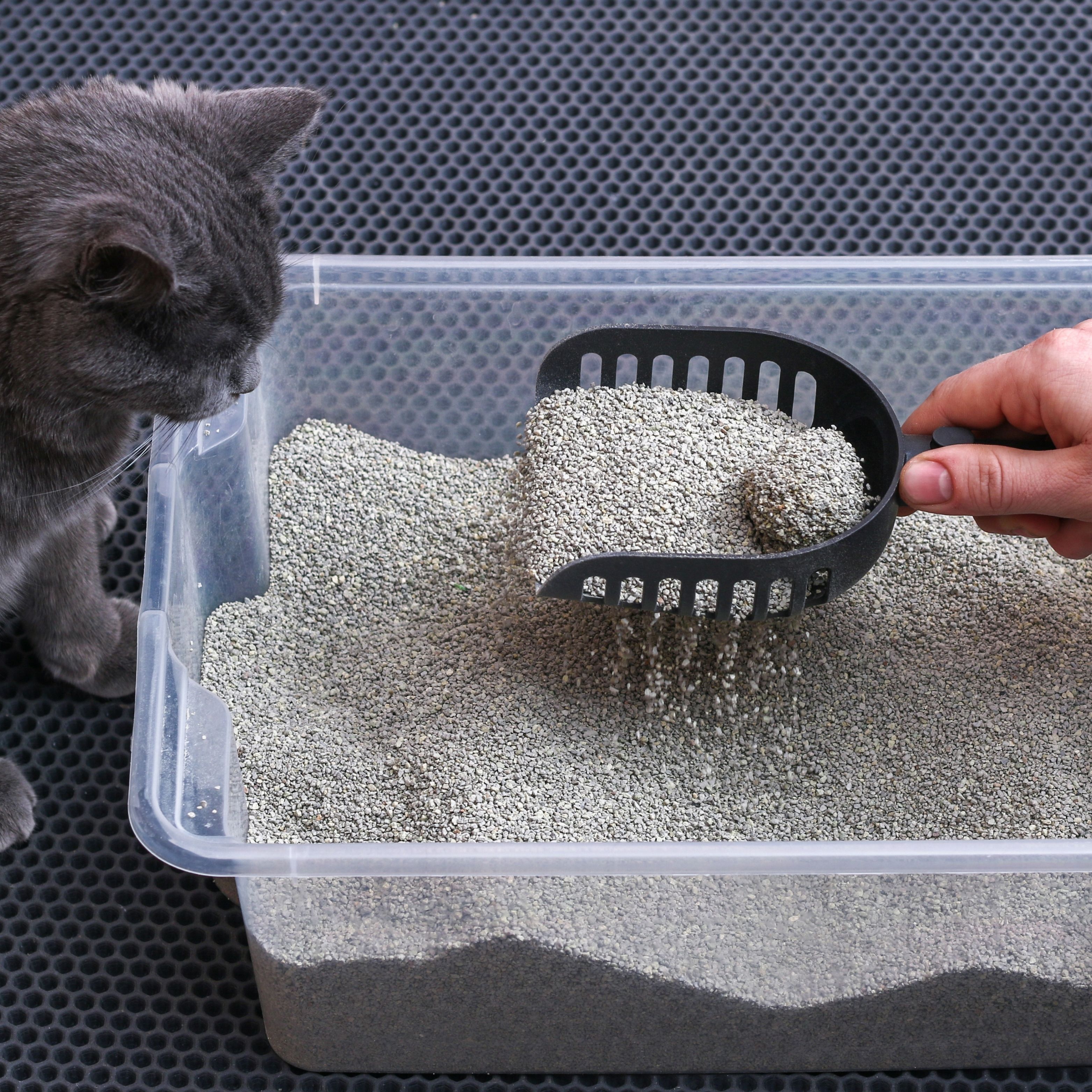 구구펫 시그니처 벤토나이트 고양이 모래 18kg 벤토나이트모래 무향