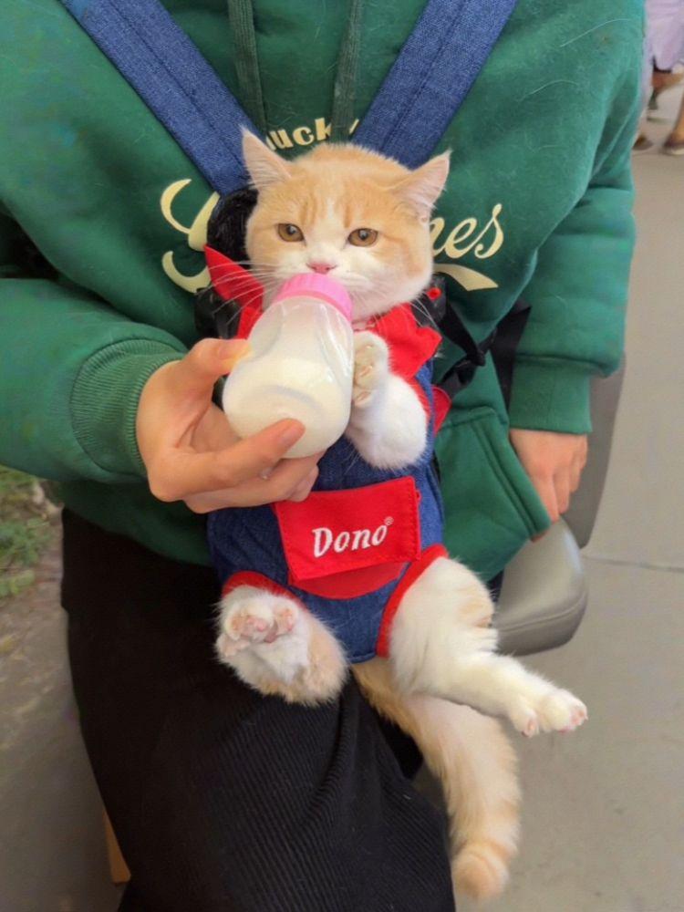 고양이 강아지 이동용 백팩 휴대용 외출 가방 경량 블루 앤 옐로우 포켓 스타일 S - 상세 이미지 3
