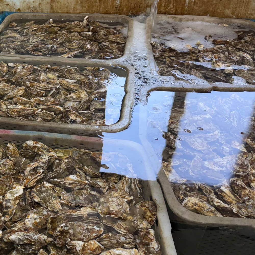국내산 바위굴(벗굴) 산지직송 제철 자연산 생굴 1kg - 상세 이미지 3