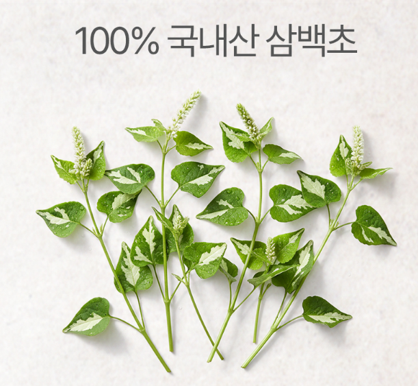 삼백초 추출물 맥스 삼백초 추출물 피토케미컬 맥문동 - 상세 이미지 5