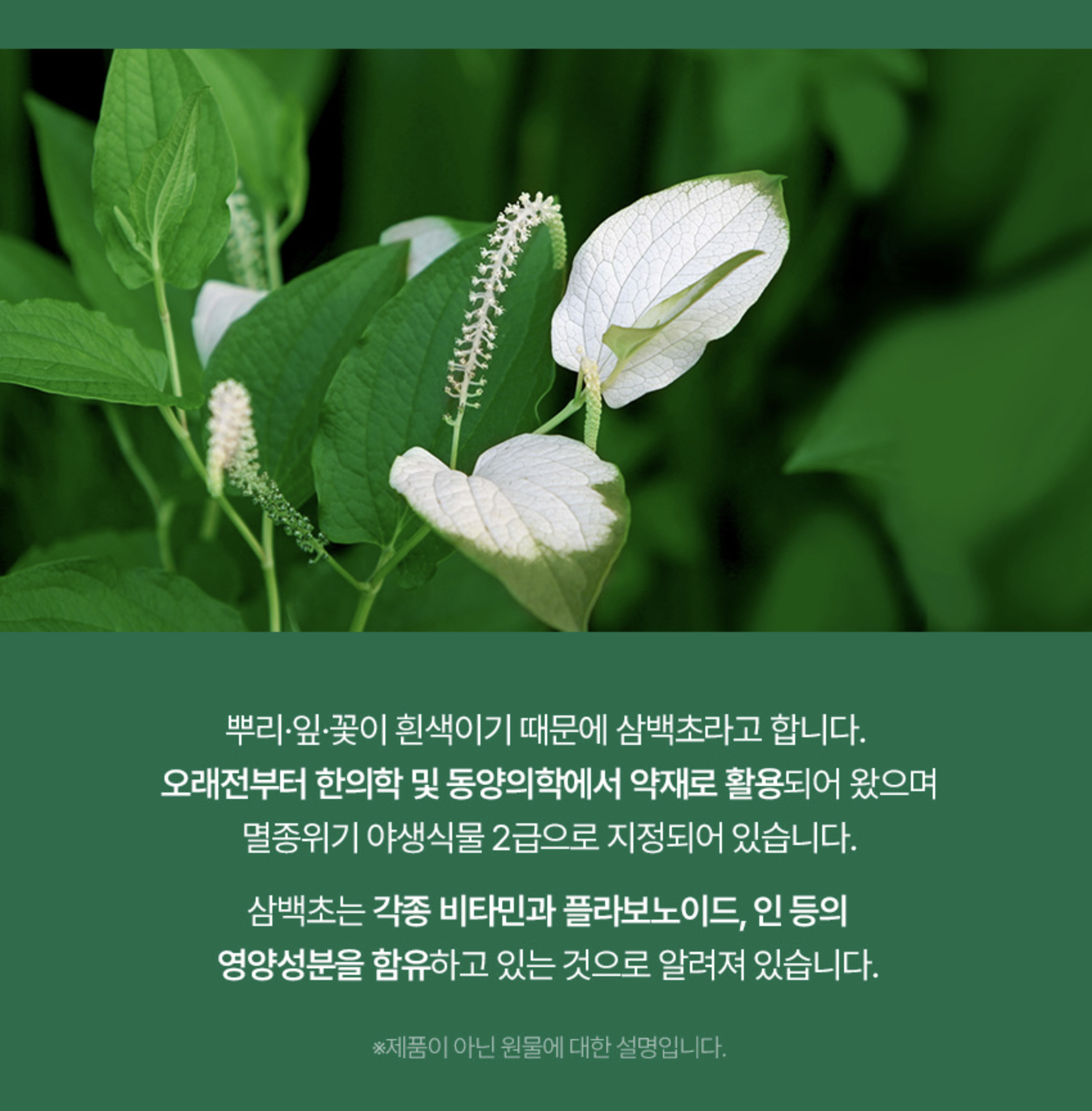 삼백초추출물영양제 기관지확장증영양제 기침에좋은영양제 이미지 6