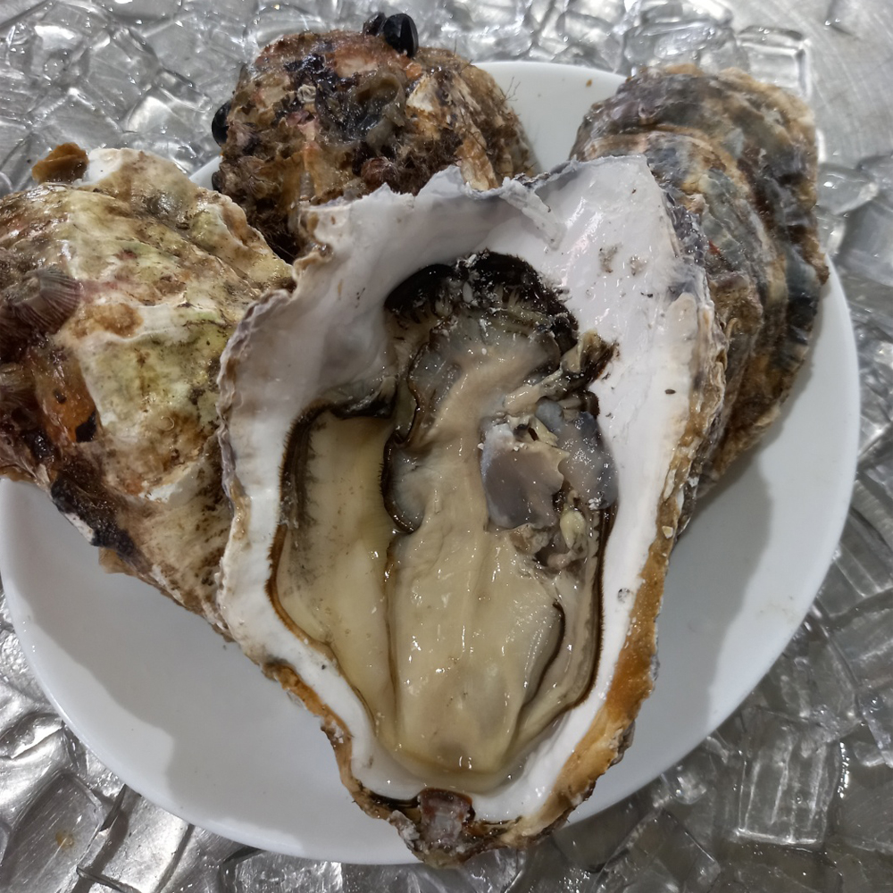 통영 산지직송 삼베체굴 생굴 제철 국내산 1kg - 상세 이미지 5