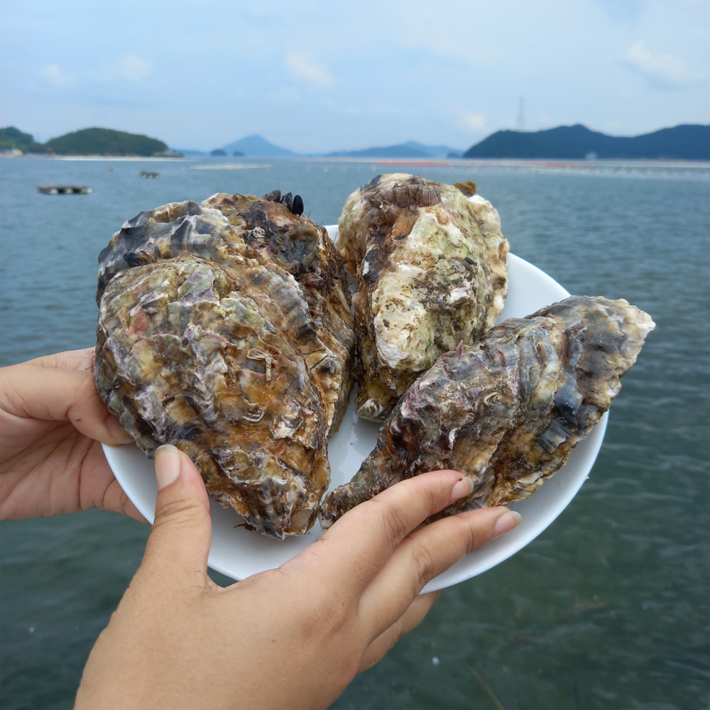 통영 산지직송 삼베체굴 생굴 제철 국내산 1kg - 상품 이미지