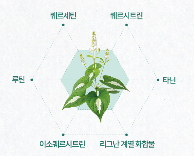 삼백초 추출물 맥스 삼백초 추출물 피토케미컬 맥문동 - 상세 이미지 4