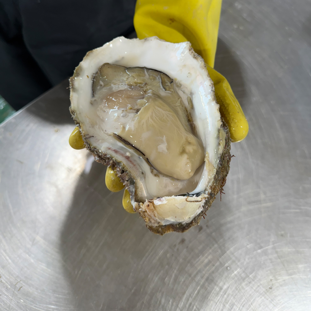 국내산 바위굴(벗굴) 산지직송 제철 자연산 생굴 1kg - 메인 이미지