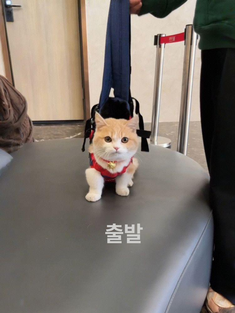 고양이 강아지 이동용 백팩 휴대용 외출 가방 경량 블루 앤 옐로우 포켓 스타일 S - 상세 이미지 4
