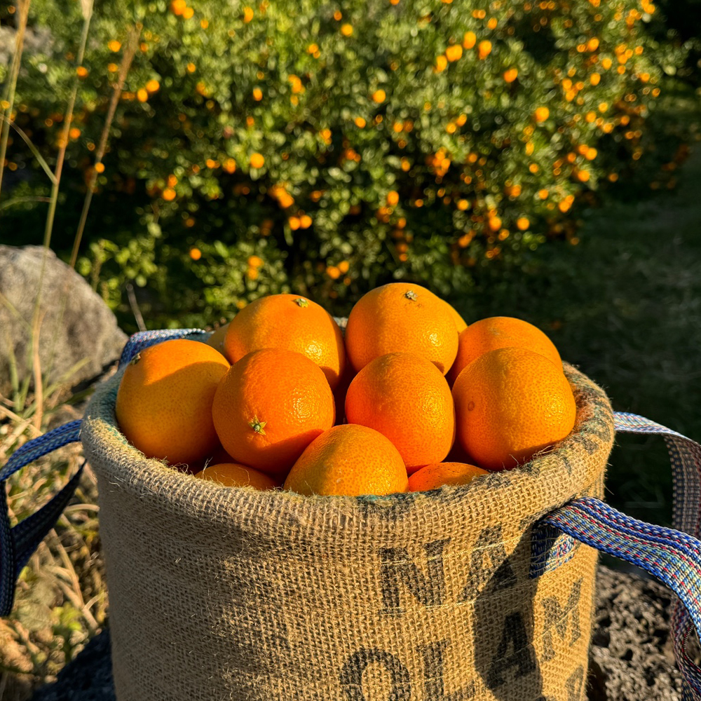 제주황금향 노지 서귀포 황금향선물용세트 3kg 5kg 이미지 8