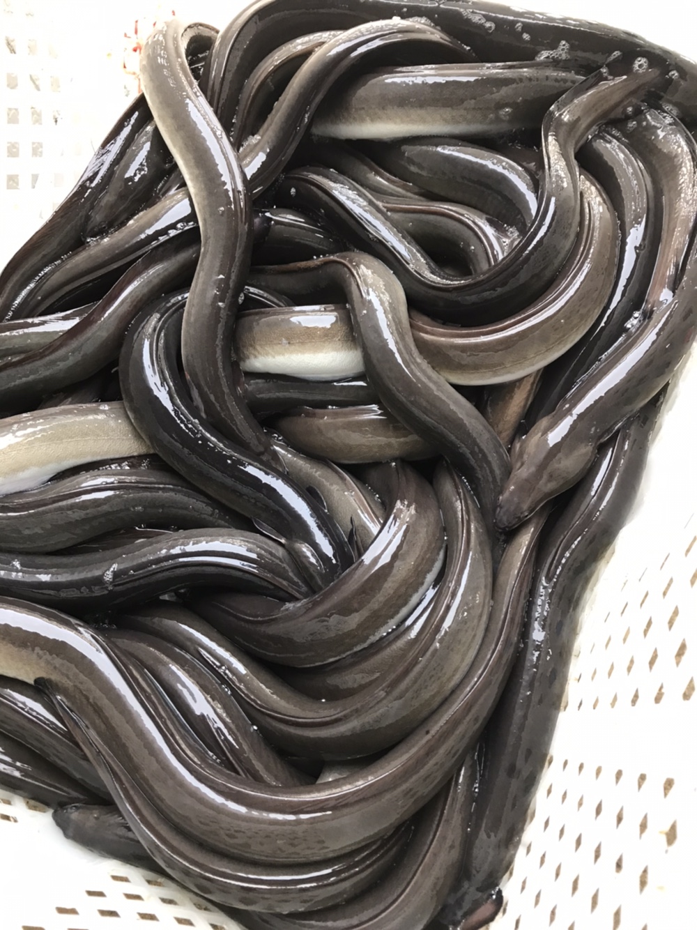 고창 풍천장어 대왕 민물장어 자포니카 1미 손질전 850g내외 소스2종 생강채 - 상세 이미지 3