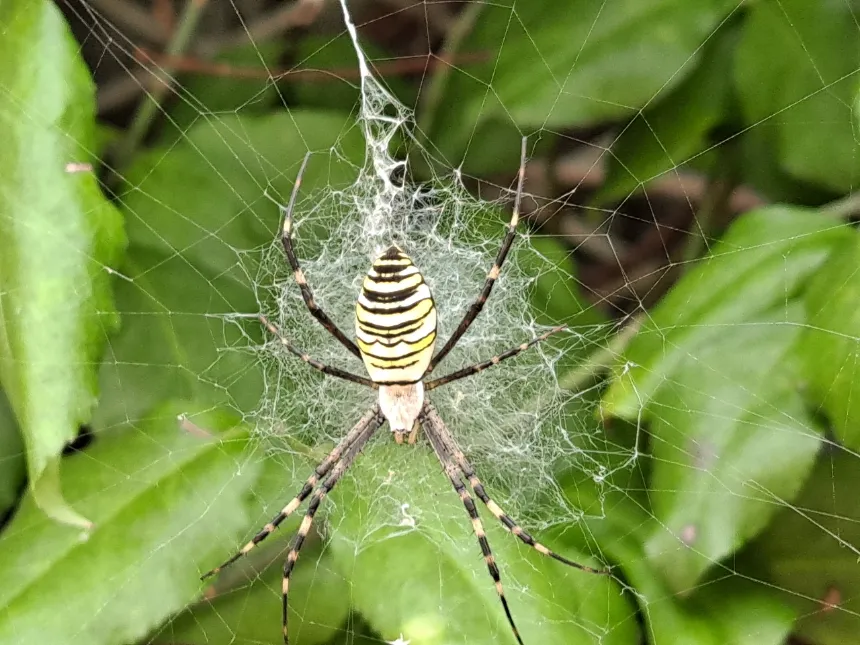 [깨비의숲마을][광주 쌍암공원] 전남 광주 숲체험 어린이 봄 유아 초등 자연 곤충 주말 체험 학습 이미지 3