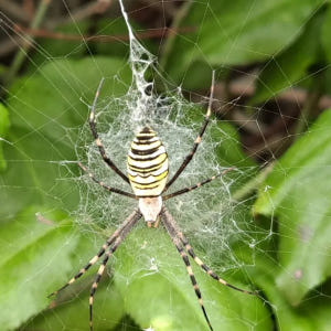 [깨비의숲마을][광주 쌍암공원] 전남 광주 숲체험 어린이 봄 유아 초등 ... 솔직 후기 | 실사용자 리뷰 분석 - 상품 이미지 3