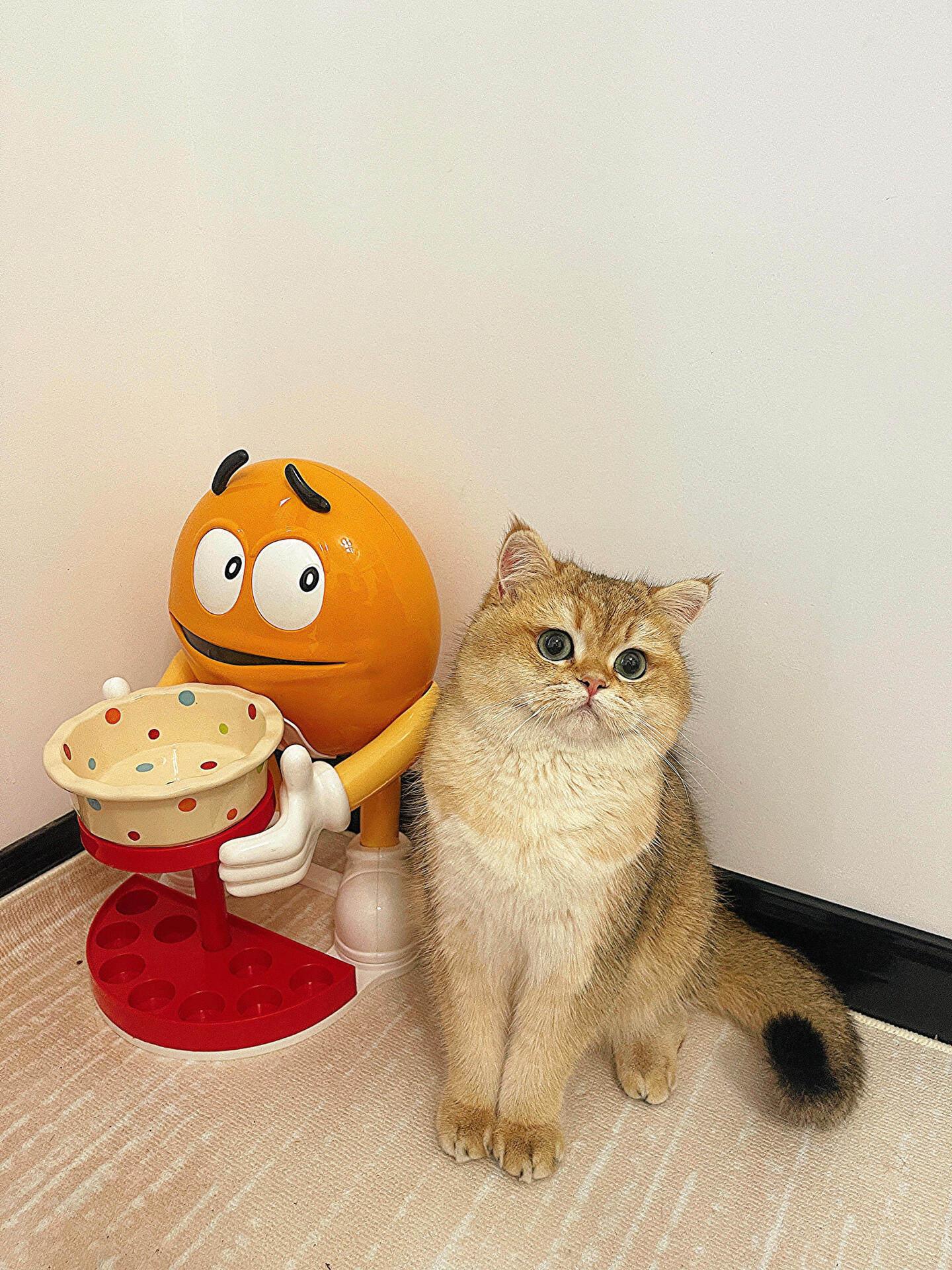 고양이 믹 높이조절 분리형 보호용품 두꺼운 소재 높이조절 받침대 그릇미포함 - 상세 이미지 4