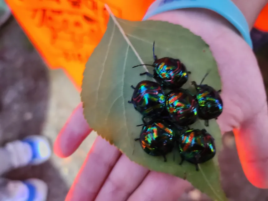 [깨비의숲마을][광주 쌍암공원] 전남 광주 숲체험 어린이 봄 유아 초등 자연 곤충 주말 체험 학습 이미지 4