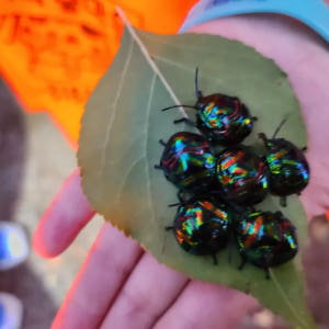 [깨비의숲마을][광주 쌍암공원] 전남 광주 숲체험 어린이 봄 유아 초등 ... 솔직 후기 | 실사용자 리뷰 분석 - 상품 이미지 4