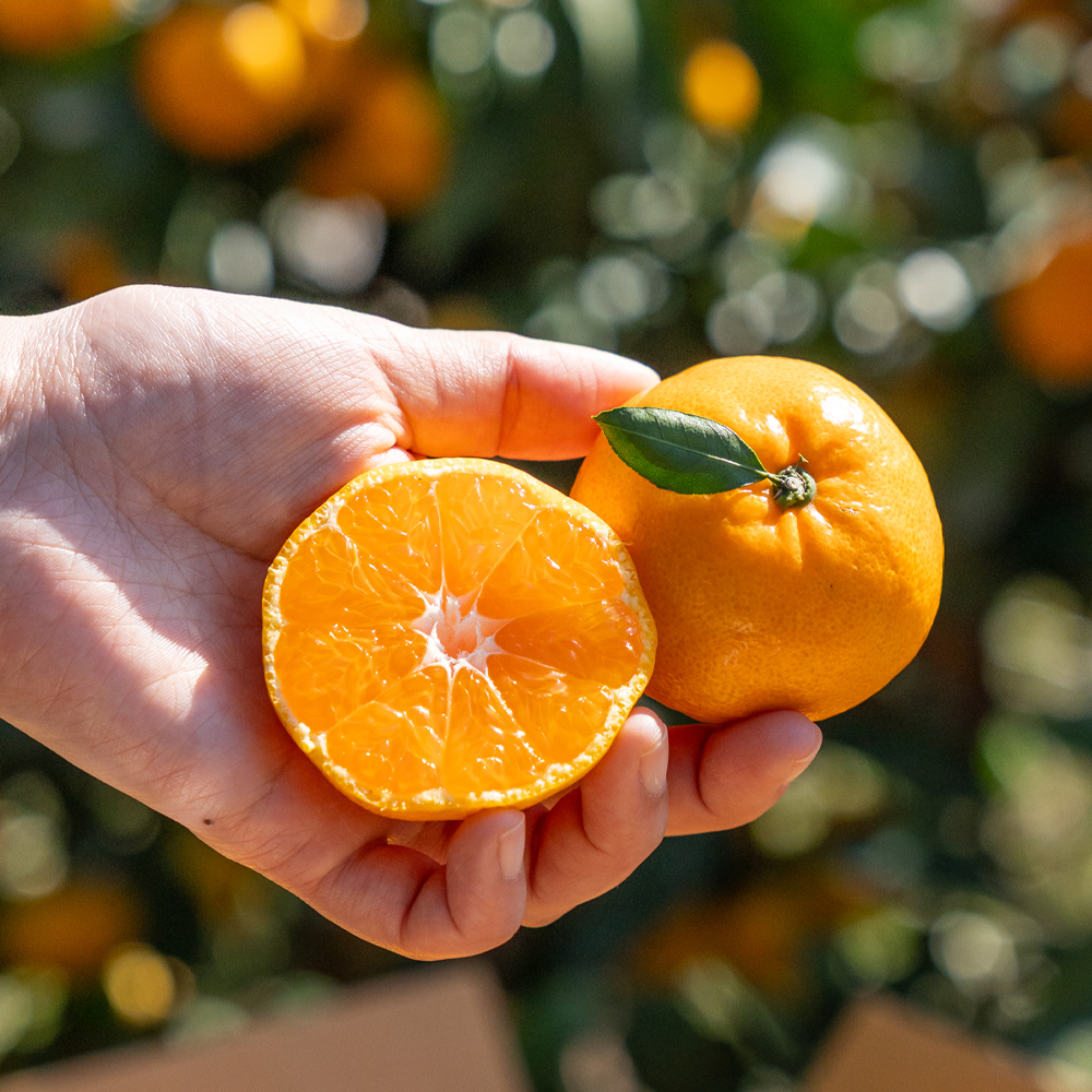 올레길감귤 당도선별 제주 가정용 산지직송 5kg, 1개 제품 이미지