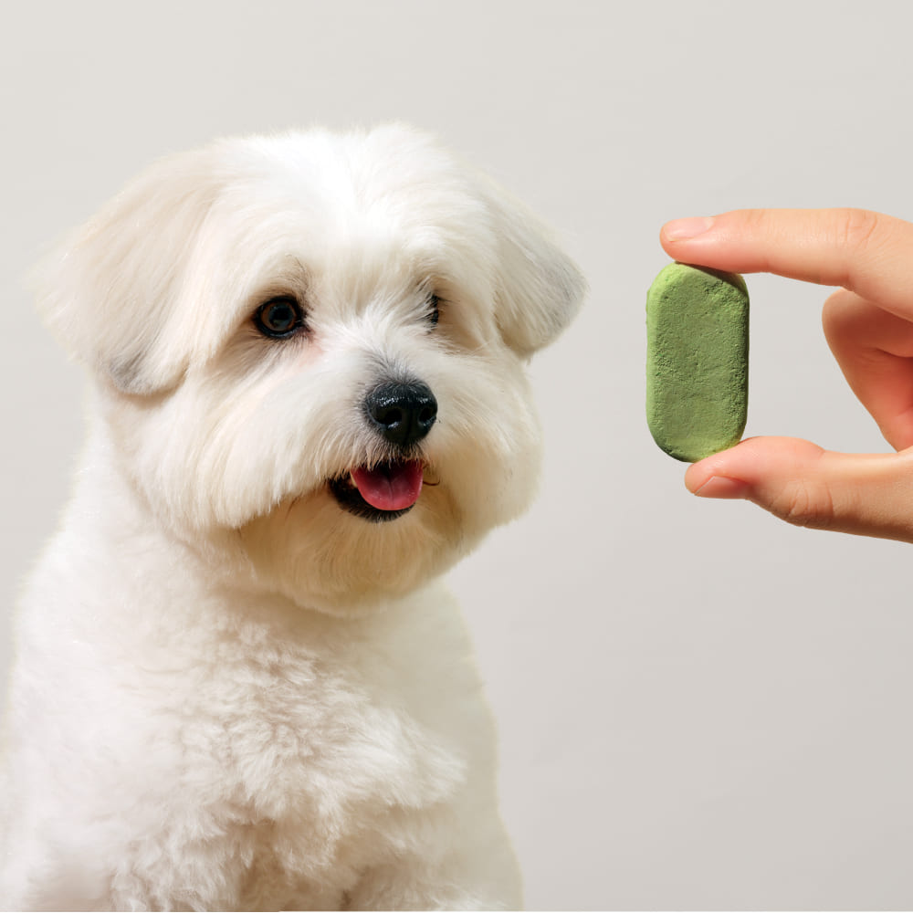 트러스티푸드 동결건조 저알러지 한방캡슐 다이제스트 강아지 유산균 장영양제 설사 눈물 32개 이미지 3