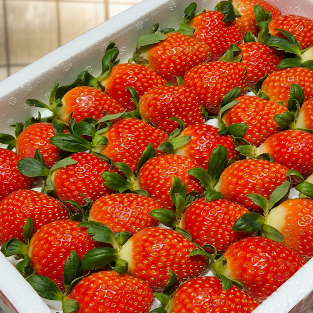 [오플룻트] 산지직송 설향 딸기 스위트베리 1kg - 상품 이미지
