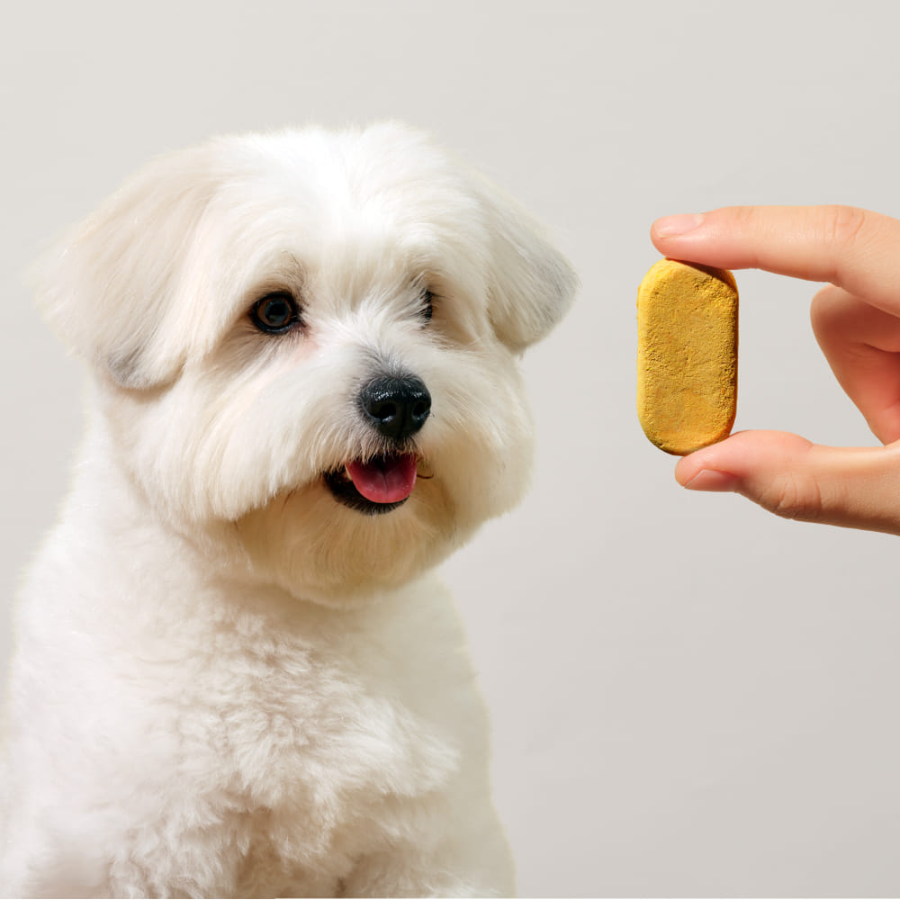 트러스티푸드 동결건조 저알러지 한방캡슐 에너지 강아지 항산화제 노견 기력회복 영양제 32개 이미지 3