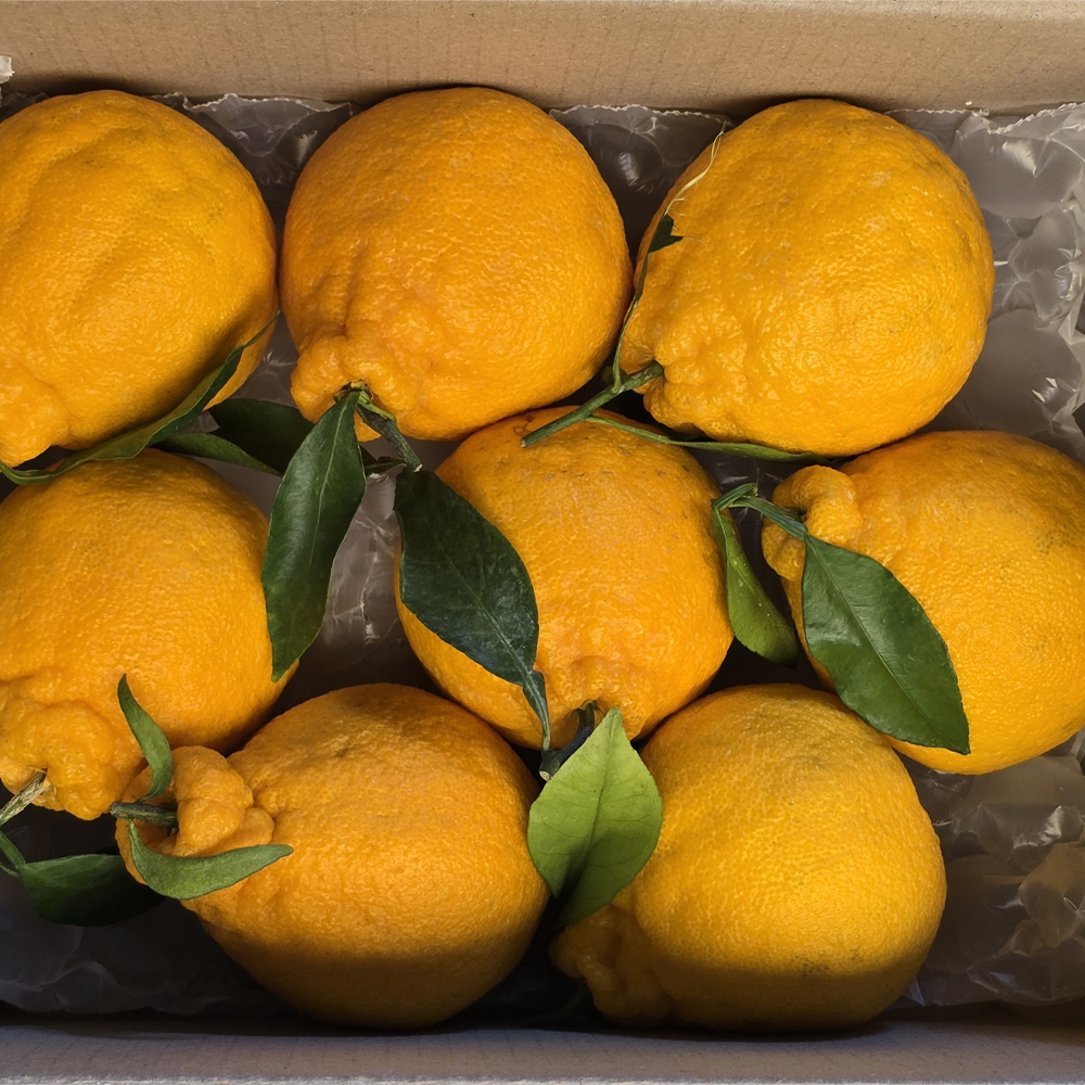 써니트 제주 한라봉 산지직송 고당도 선물용 감귤 중대과 1.5kg 이미지 8
