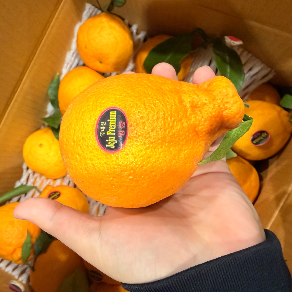 써니트 제주 한라봉 산지직송 고당도 선물용 감귤 중대과 1.5kg 이미지 6