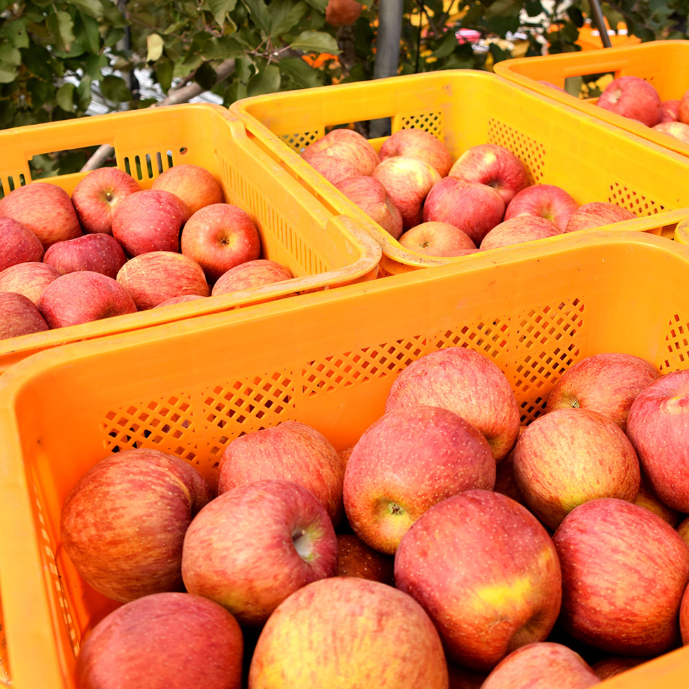 프리미엄 햇 사과 고당도 부사 감홍 꿀사과 가정용 산지직송 시나노골드 2kg 3kg 5kg