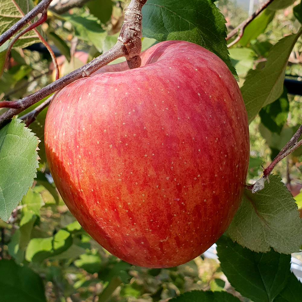 프리미엄 햇 사과 고당도 부사 감홍 꿀사과 가정용 산지직송 시나노골드 2kg 3kg 5kg