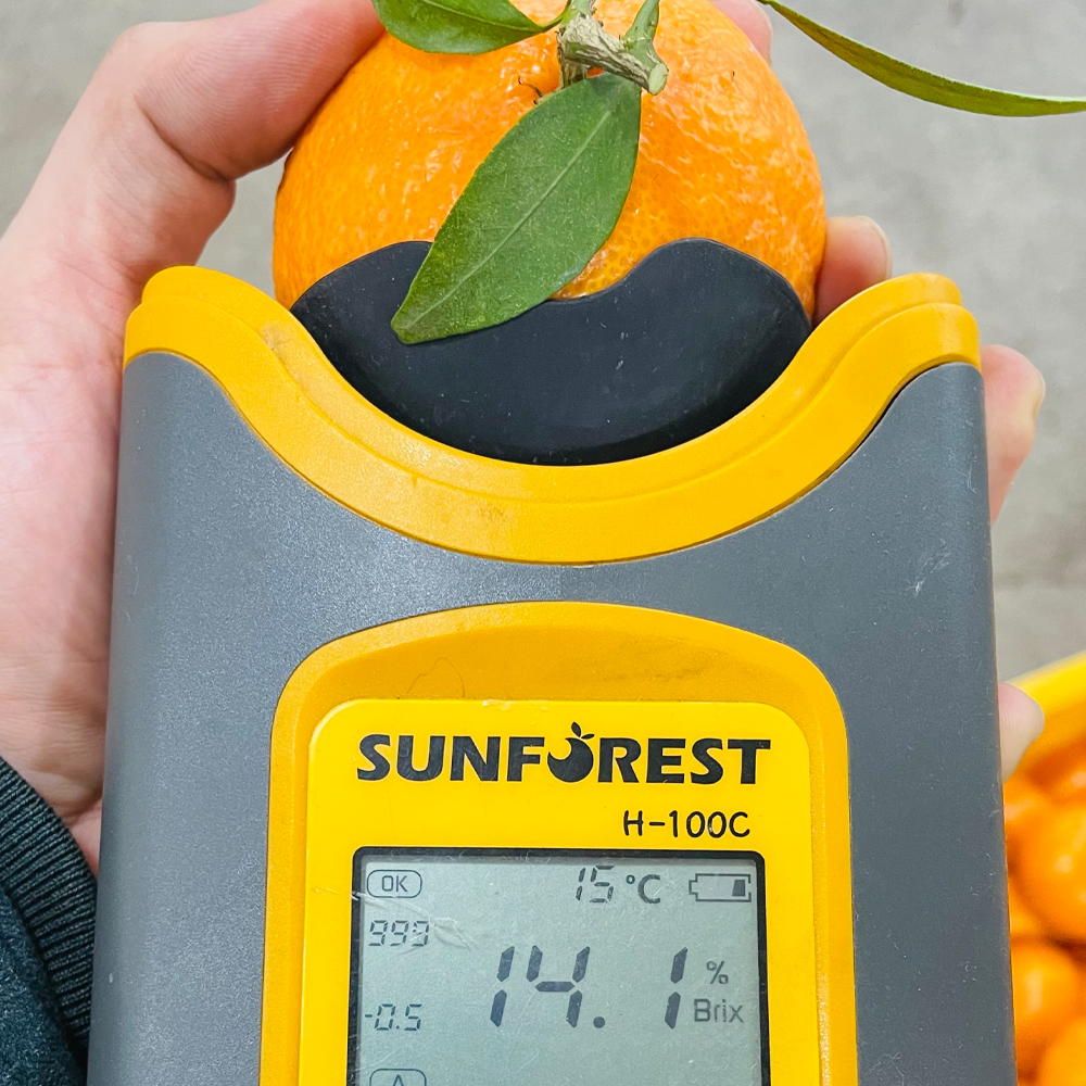 써니트 제주 한라봉 산지직송 고당도 선물용 감귤 중대과 1.5kg - 상세 이미지 2