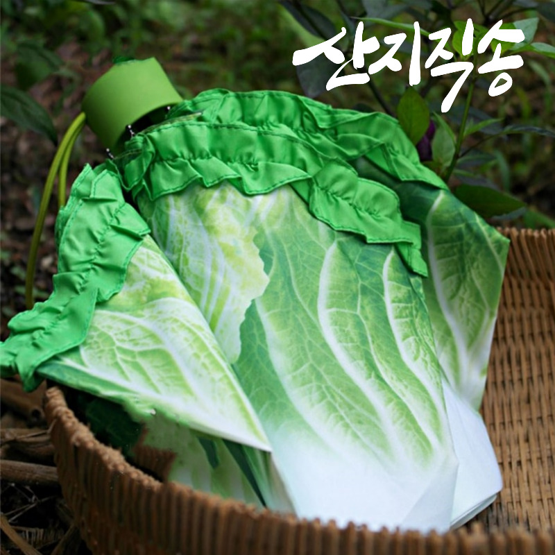 킹받는 강원도 산지직송 배추 우산 쓸데없는 웃긴 선물 재미있는 수동 3단 접이식 - 상품 이미지