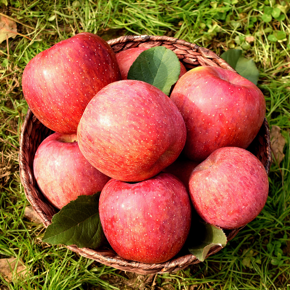 프리미엄 햇 사과 고당도 부사 감홍 꿀사과 가정용 산지직송 시나노골드 2kg 3kg 5kg