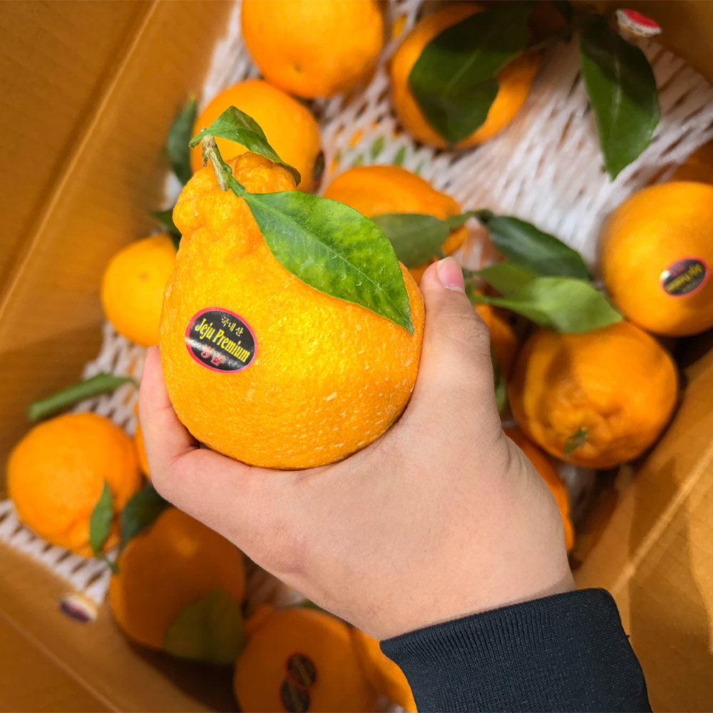 써니트 제주 한라봉 산지직송 고당도 선물용 감귤 중대과 1.5kg 이미지 7