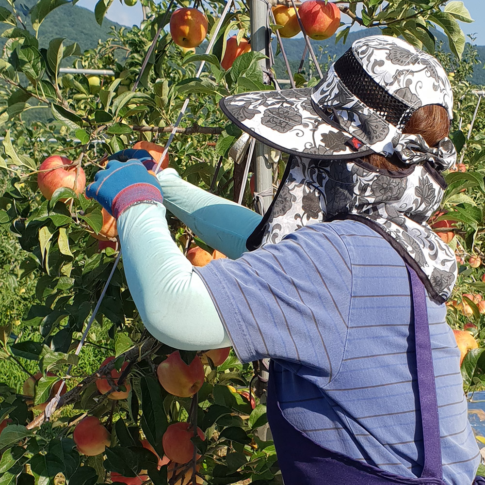 프리미엄 햇 사과 고당도 부사 감홍 꿀사과 가정용 산지직송 시나노골드 2kg 3kg 5kg