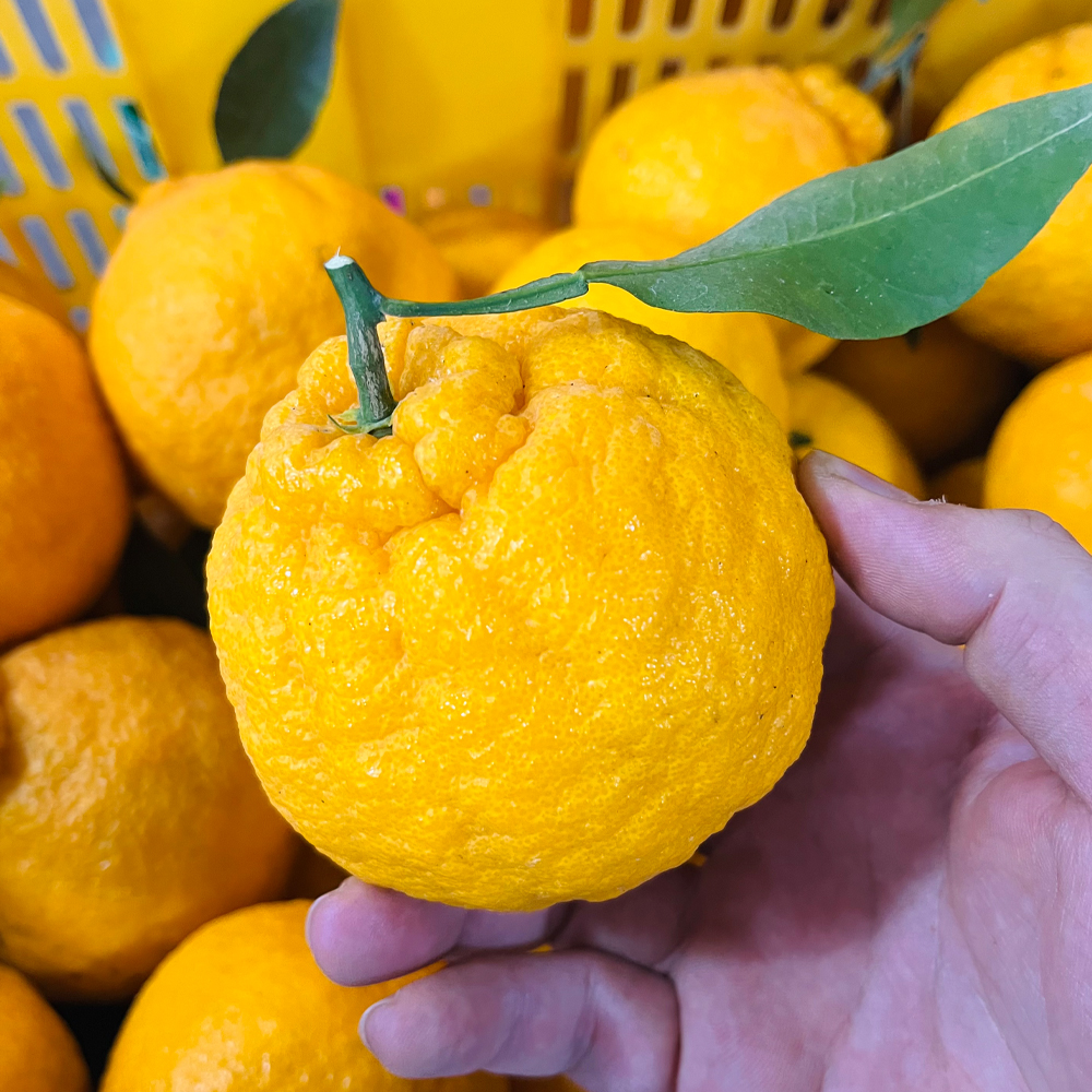 써니트 제주 한라봉 산지직송 고당도 선물용 감귤 중대과 1.5kg - 상품 이미지