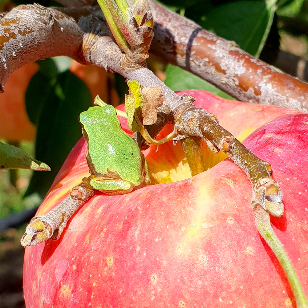 프리미엄 햇 사과 고당도 부사 감홍 꿀사과 가정용 산지직송 시나노골드 2kg 3kg 5kg